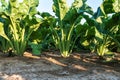Sugar beets in the ground Royalty Free Stock Photo