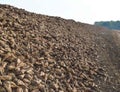 Sugar beets lie in baskets on the farm field