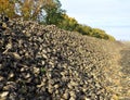 Sugar beets lie in baskets on the farm field