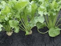 Sugar beets Royalty Free Stock Photo