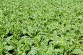 Sugar beets are young. Sugar beet field. Sugar beet. Royalty Free Stock Photo