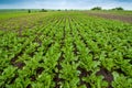Sugar beets young leaves at field Royalty Free Stock Photo