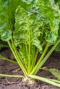 Sugar beets are young. Sugar beet field. Sugar beet.