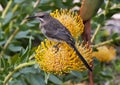 Sugar Bird on a Pin Cushion Protea Plant Flower Royalty Free Stock Photo