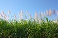 Sugar cane Royalty Free Stock Photo