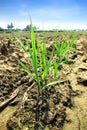 Sugar cane. Royalty Free Stock Photo