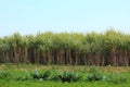 Sugar-cane