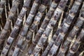 Sugar cane Royalty Free Stock Photo