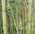 Sugar Cane Bamboo Forest And Bright Sunlight - Foret En Bambou De Canne a Sucre