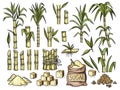 Sugar cane. Beverage engraving food agriculture sugar production vector colored hand drawn illustrations
