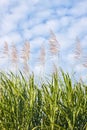 Sugar cane in bloom Royalty Free Stock Photo