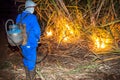 Sugar cane burned by farmer for pre-harvest