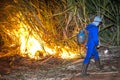 Sugar cane burned by farmer for pre-harvest