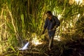 Sugar cane burned by farmer for pre-harvest