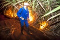 Sugar cane burned by farmer for pre-harvest