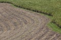 Sugar Cane Crop Field Harvest Royalty Free Stock Photo