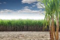 sugar cane cultivation field, clump of sugarcane highlighted in the front of the image.