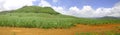 Panoramic sugar cane field in Mauritius Royalty Free Stock Photo