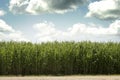 Sugar Cane by Day Royalty Free Stock Photo