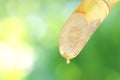 Sugar cane and Dropping molasses, Sugarcane droplets, Sugar cane piece fresh, Sugarcane on blurred green bokeh background