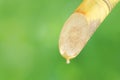 Sugar cane and Dropping molasses, Sugarcane droplets, Sugar cane piece fresh, Sugarcane on blurred green bokeh background, Sugar