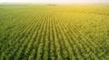 Sugar Cane farm. Sugar cane fields view from the sky. Drone photo of cane sugar. Sugarcane field in blue sky and white cloud.