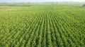 Sugar Cane farm. Sugar cane fields view from the sky. Drone photo of cane sugar. Sugarcane field in blue sky and white cloud. Royalty Free Stock Photo