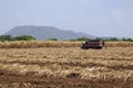 Sugar-cane field Royalty Free Stock Photo