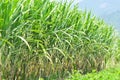 Sugar cane field