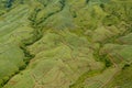 Sugar cane field Royalty Free Stock Photo