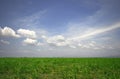 Sugar cane field