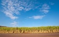 Sugar cane field with blue sky Royalty Free Stock Photo