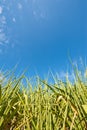 Sugar cane field with blue sky Royalty Free Stock Photo