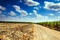 Sugar cane field in blue sky Royalty Free Stock Photo