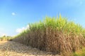 Sugar cane field in blue sky Royalty Free Stock Photo