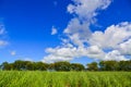 Sugar cane field with blue sky background Royalty Free Stock Photo
