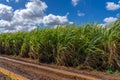 Sugar cane field with blue sky background. Sugarcane plantation on the Mauritius island Royalty Free Stock Photo