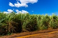 Sugar cane field with blue sky background. Sugarcane plantation on the Mauritius island Royalty Free Stock Photo