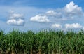 Sugar cane field with blue sky and cloud in thailand Royalty Free Stock Photo