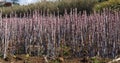 Sugar Cane Field, Canhas District, Madeira Island in Portugal