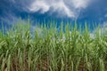 Sugar cane field with cloud and blue sky Royalty Free Stock Photo