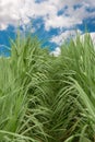 Sugar cane field with cloud and blue sky Royalty Free Stock Photo