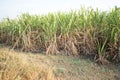 Sugar cane field