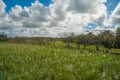 Sugar cane field in Mauritius Royalty Free Stock Photo