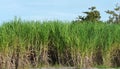 Sugar Cane Field Port Mayaca Florida