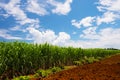 Sugar Cane Field-Saccharum officinarum Royalty Free Stock Photo