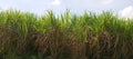 sugar cane field, sugarcane in the field growing Royalty Free Stock Photo