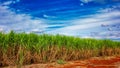 Sugar cane field. Sugarcane plantation in sunny day and blue sky with clouds Royalty Free Stock Photo