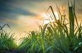 Sugar cane field Royalty Free Stock Photo