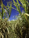 Sugar cane fields in Barbados